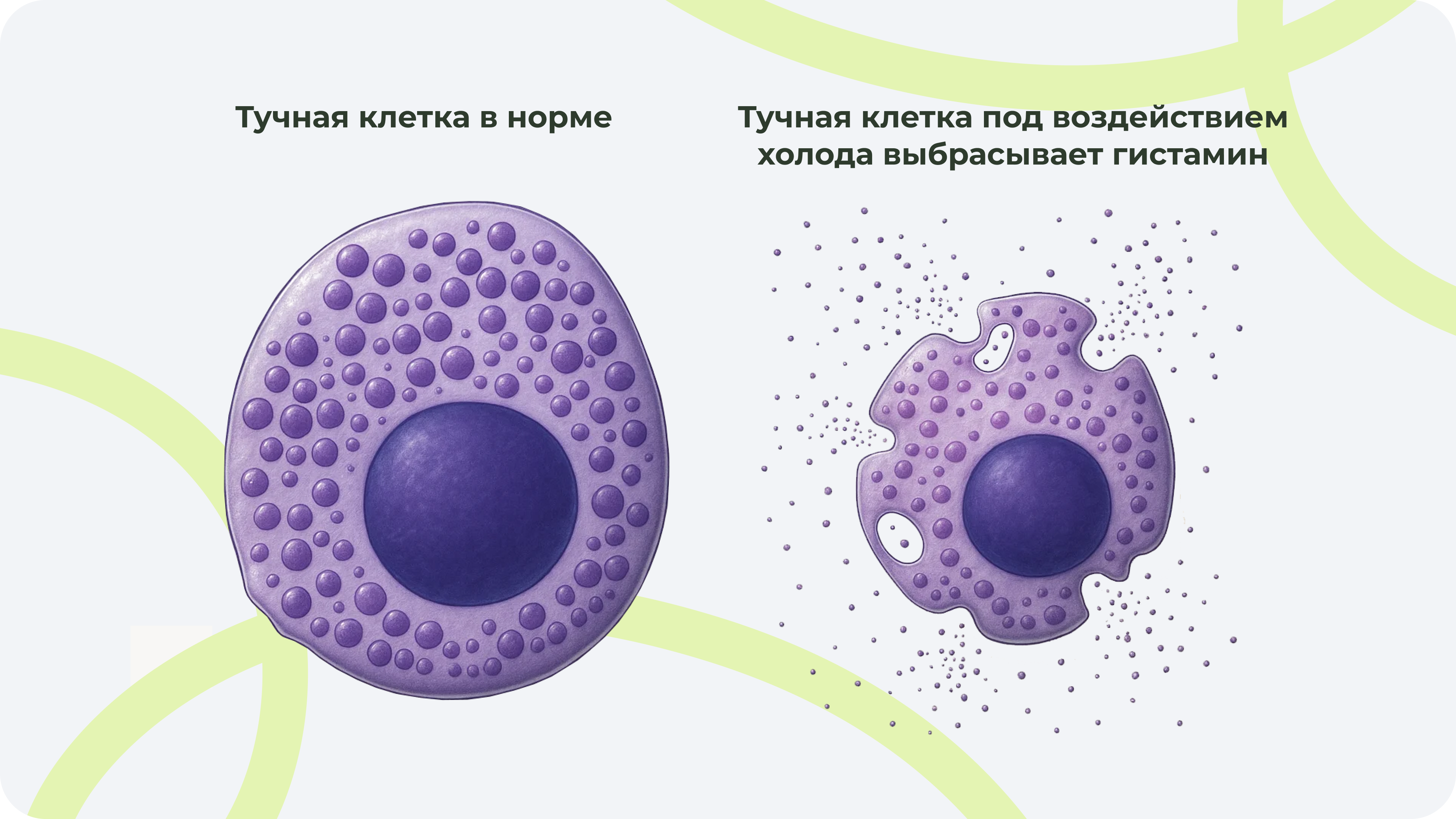 Структура клетки иммунной системы в нормальном состоянии  и при воздействии холода