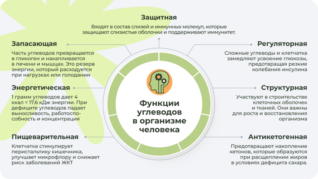 Основные функции углеводов в организме человека
