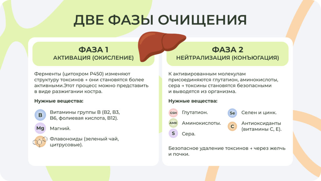 Схема двух фаз работы печени 