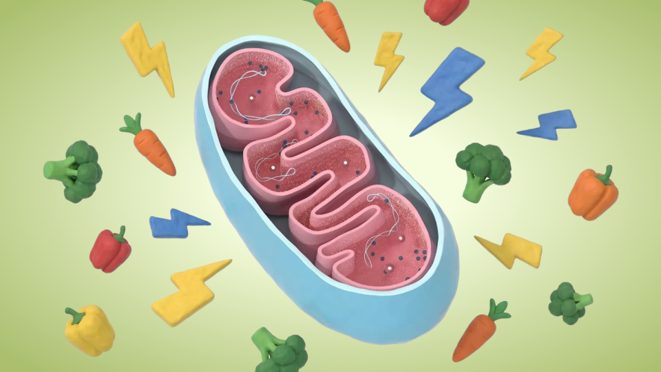 Митохондрии как ключ к энергии