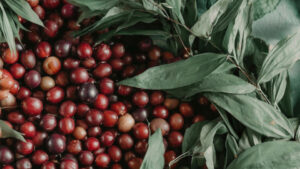 Ягоды каму-каму: амазонский рекордсмен по витамину С