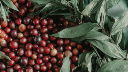 Ягоды каму-каму: амазонский рекордсмен по витамину С