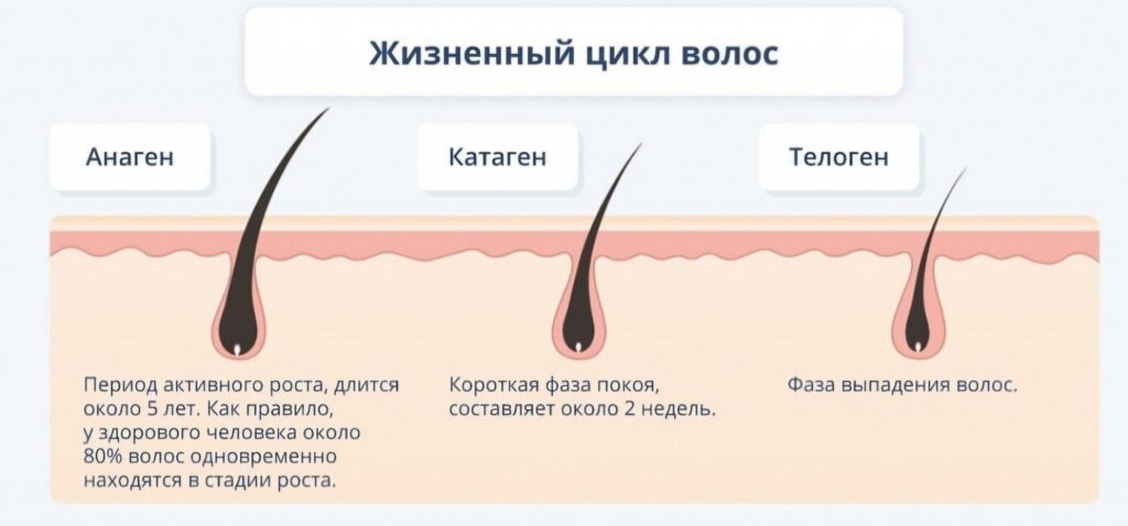 Волосы проходят три фазы: анаген (рост), катаген (короткий переход) и телоген (отдых и выпадение). В норме около 85 % волос находятся в анагене и 10–15 % в телогене
