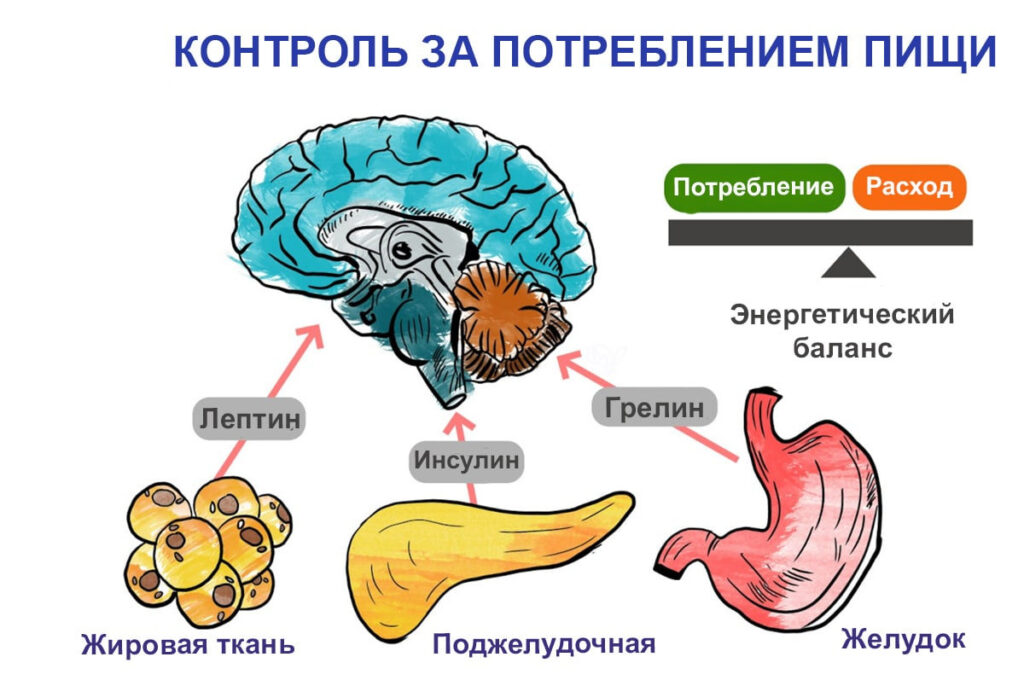 Оба гормона работают в гипоталамусе — отделе мозга, который отвечает за голод и сытость. При этом каждый из них использует свои собственные нервные связи