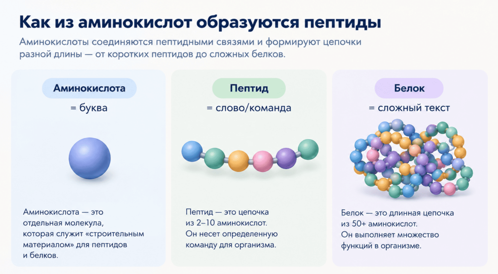 Аминокислоты соединяются и образуют цепочки разной длины. Две аминокислоты образуют дипептид, а множество аминокислотных остатков — более длинный полипептид.