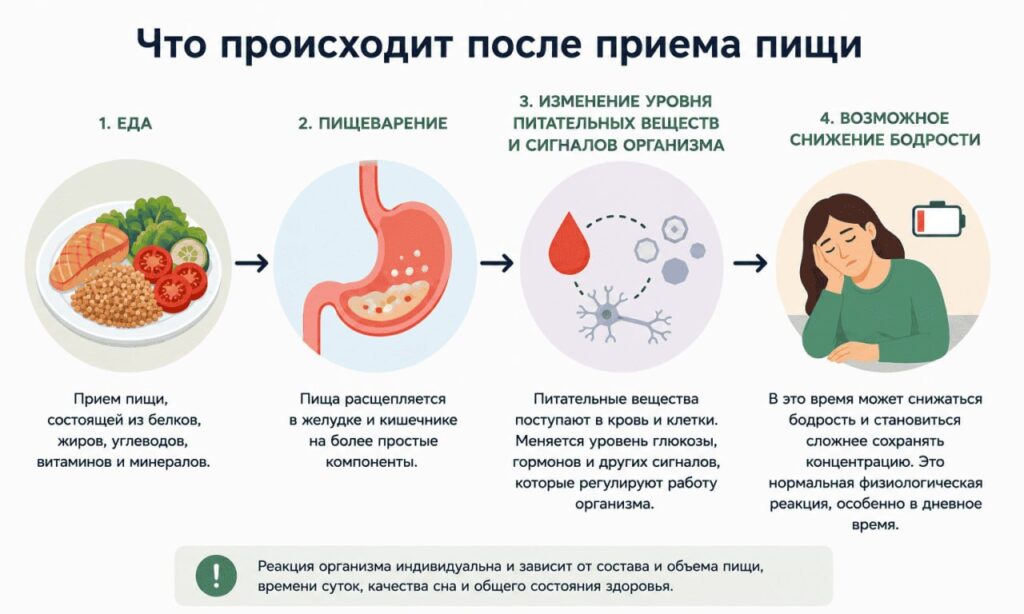 Что происходитпосле приема пищи После приема пищи запускается цепочка процессов: пищеварение, усвоение питательных веществ и изменение сигналов организма. На этом фоне может временно снижаться бодрость.